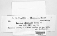 Cudonia circinans image